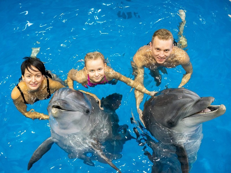 Дельфины в дельфинарии